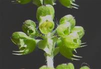  Fruit enclosed by calyx
